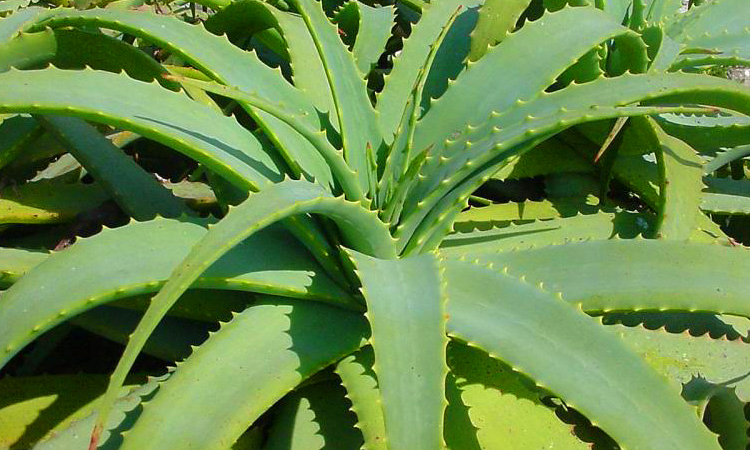 Planta Aloe Vera