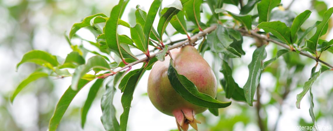 Fruta Romã
